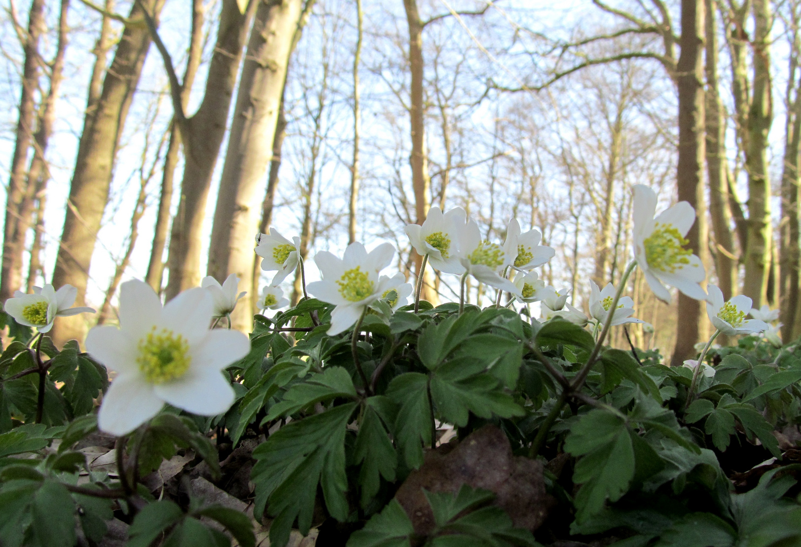 im Frühling im Wald 