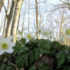 im Frühling im Wald 