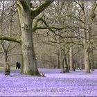 Im Frühling ist das Meer lila....