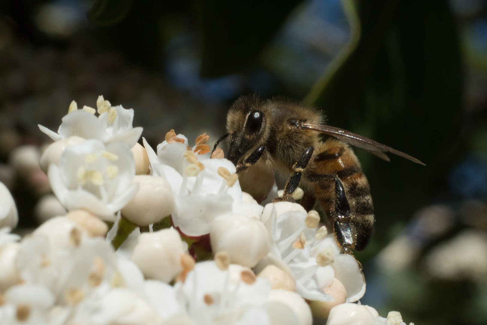 im Frühling ist die Biene fast überfordert von der Arbeit