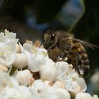 im Frühling ist die Biene fast überfordert von der Arbeit