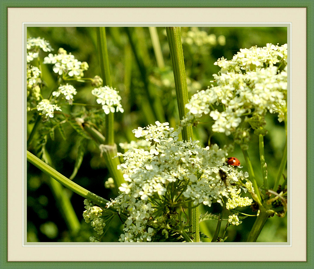 Im Frühling ist die Natur eine Augenweide zum Sattsehen.