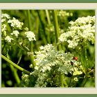 Im Frühling ist die Natur eine Augenweide zum Sattsehen.