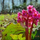 Im Frühling kommt Farbe