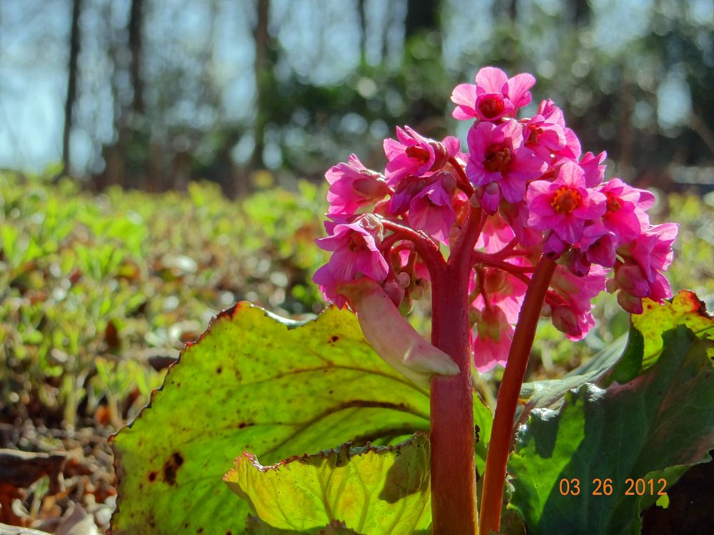 Im Frühling kommt Farbe