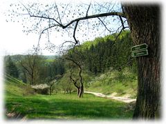 Im Frühling sind die alten Wege am Schönsten.