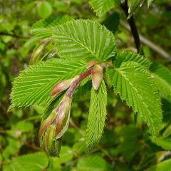 Im Frühling sind sie noch glatt, die Bügelfalten der Hainbuche !