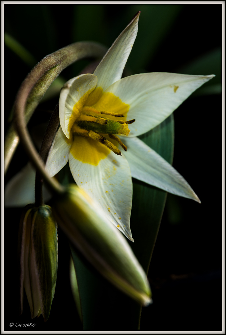 Im Frühling - Tulipa turkestanica