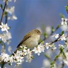 Im Frühling - Weidenlaubsänger ( Zilpzalp)