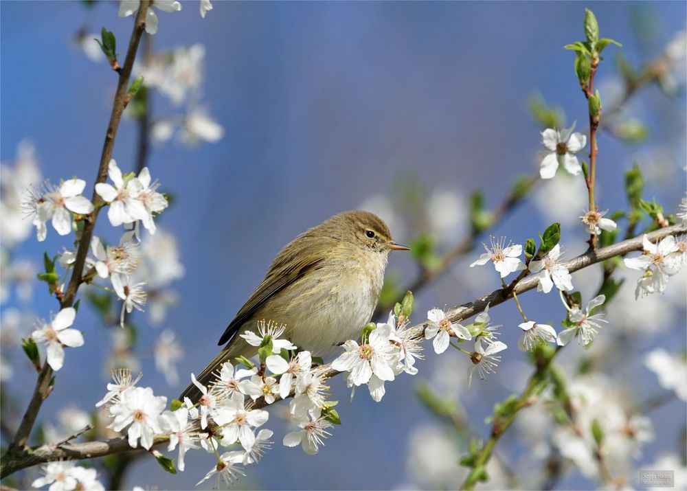 Im Frühling - Weidenlaubsänger ( Zilpzalp)