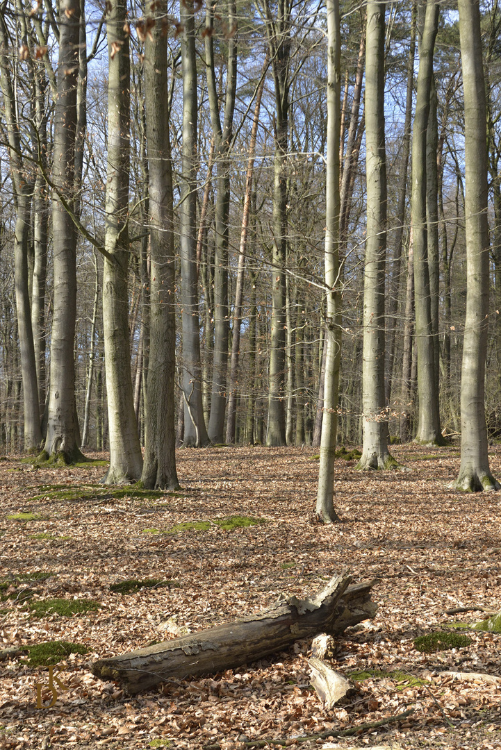 Im (Frühlings-) Wald