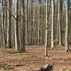 Im (Frühlings-) Wald