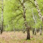 Im Frühlingsbirken-Wald