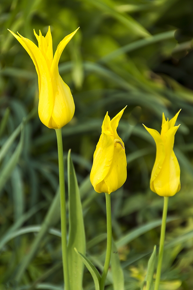 Im Frühlingsgarten 01