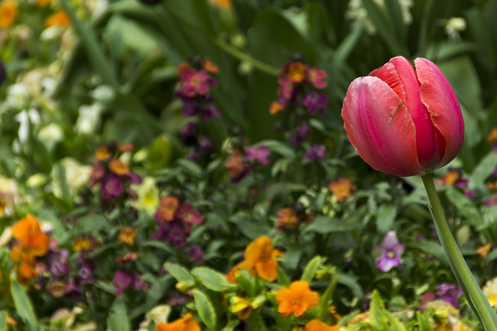 Im Frühlingsgarten