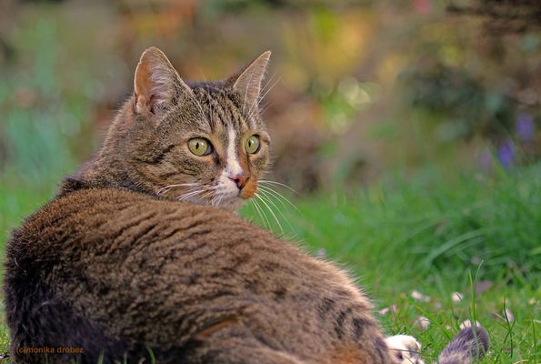 ...im Frühlingsgarten...