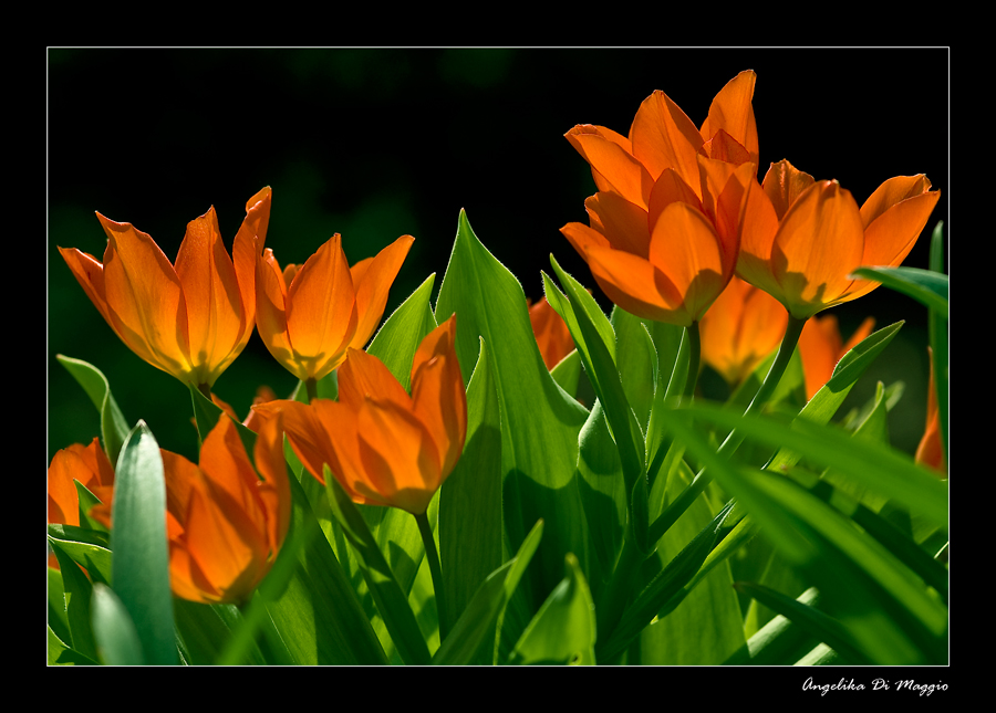 Im Frühlingsgarten