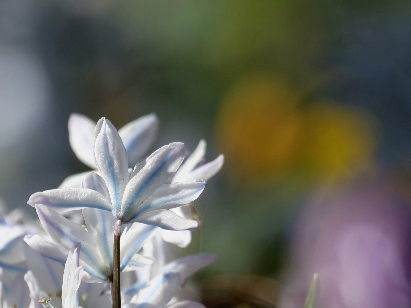 Im Frühlingsgarten der Mainau