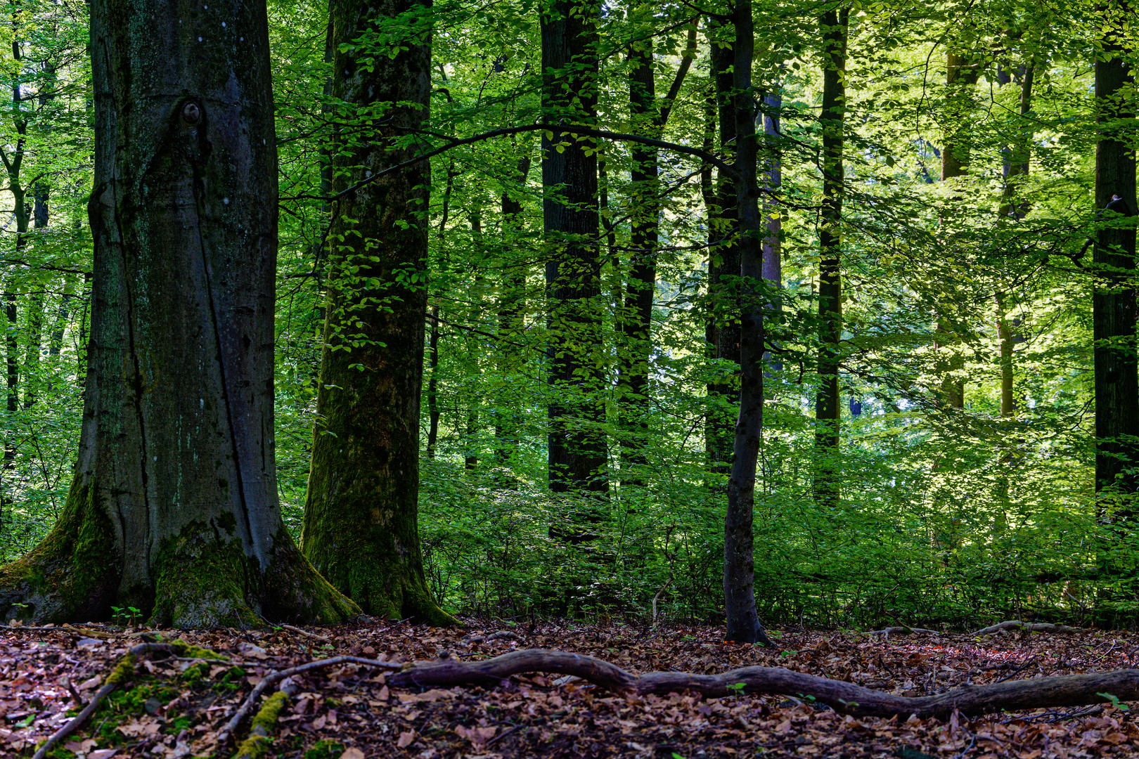 Im frühlingsgrünen Laubwald