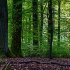 Im frühlingsgrünen Laubwald