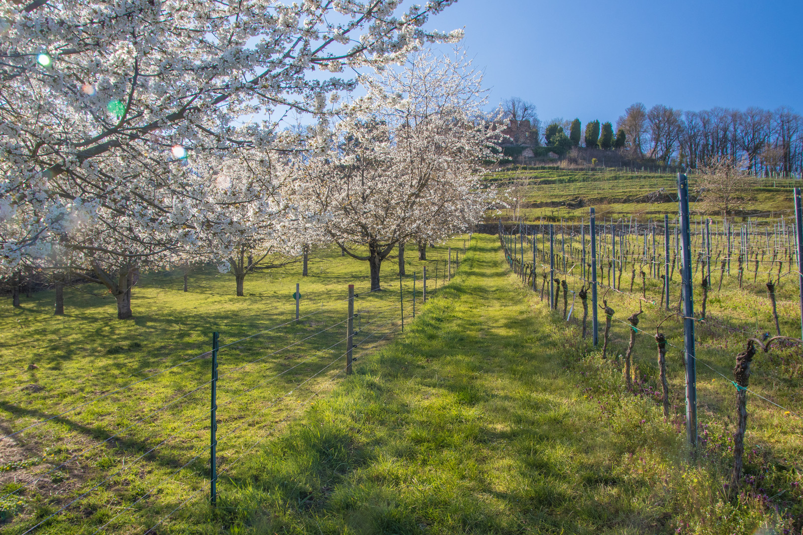 Im Frühlingsrausch