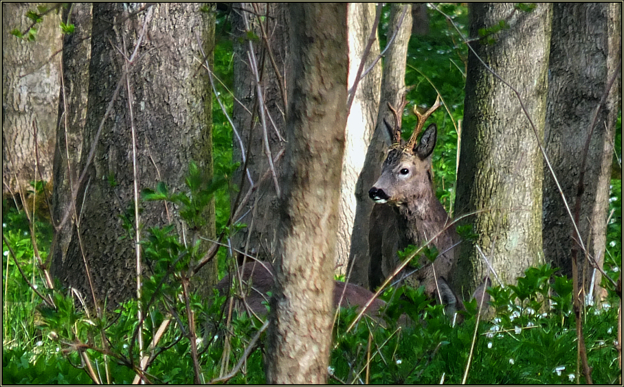 Im Frühlingswald - 2