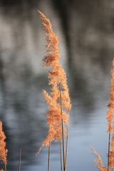 im Frühlingswind