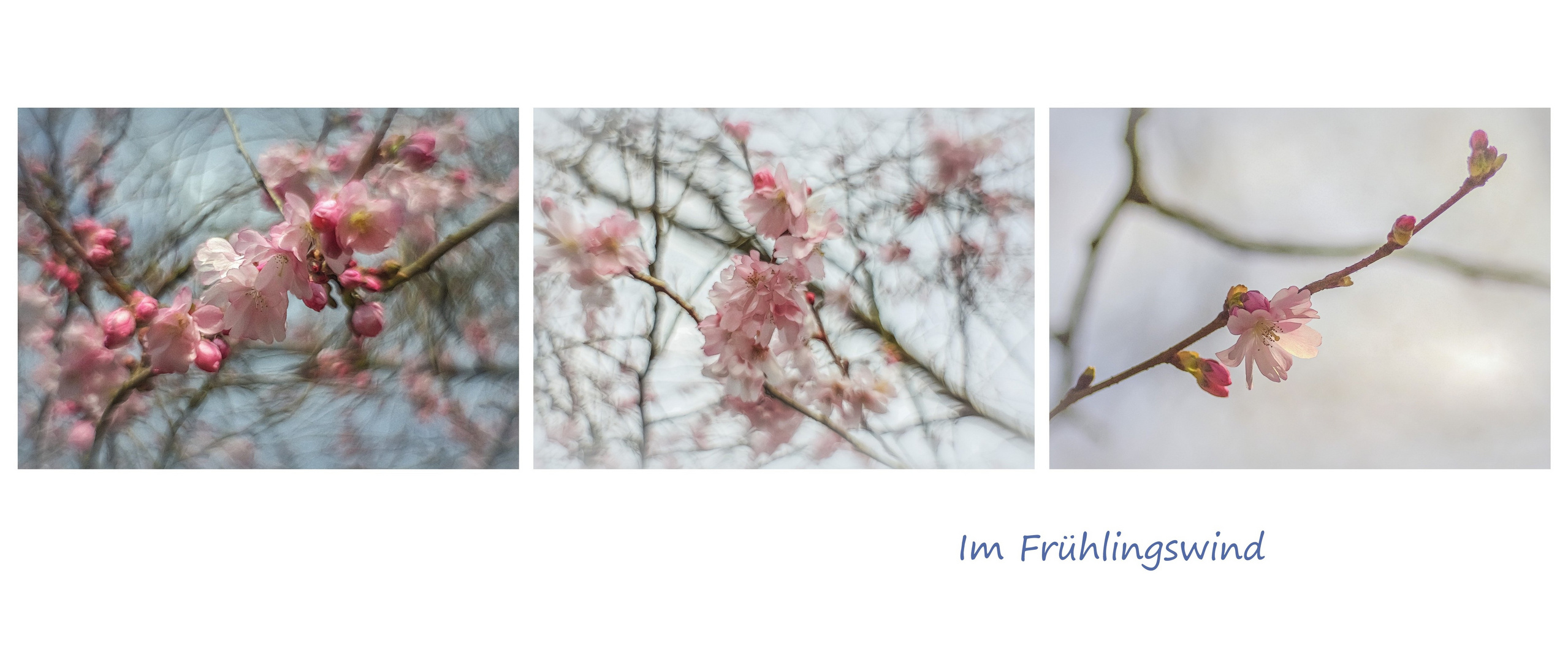 Im Frühlingswind Foto & Bild art, spezial, dokumentation Bilder auf