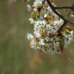 im frühlingswind