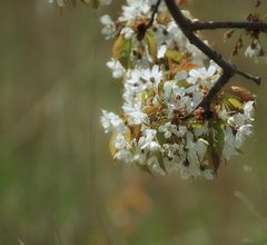 im frühlingswind