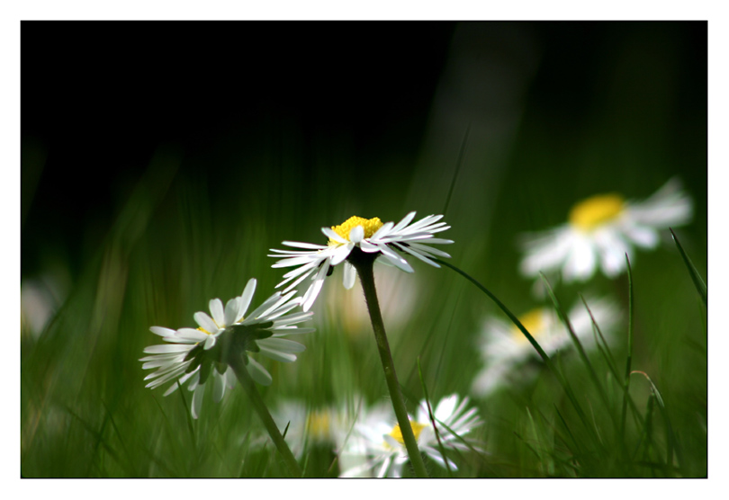 ....im Frühlingswind...