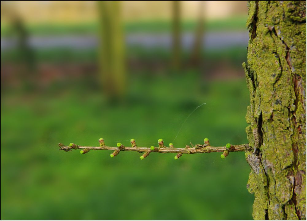 Im Frühlingswind.