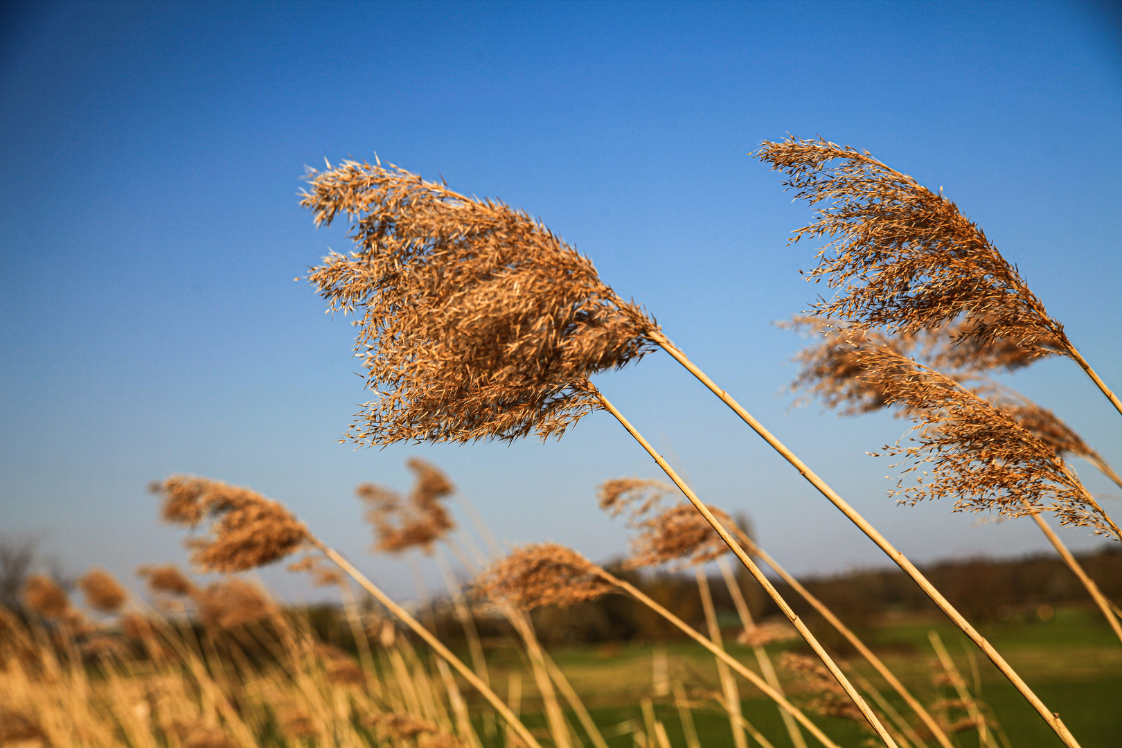 Im Frühlingswind...II