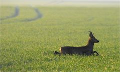 Im Frühnebel