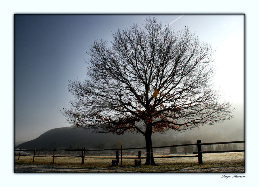 Im Frühnebel