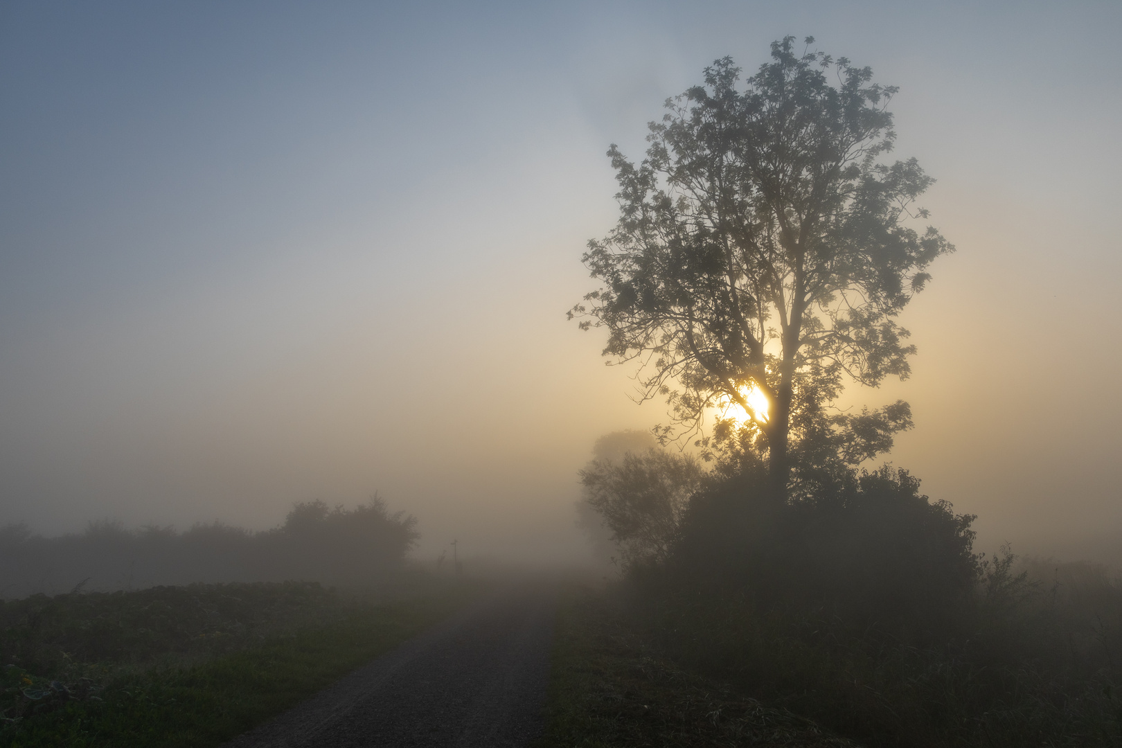 Im Frühnebel