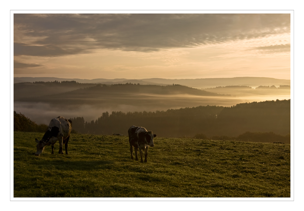 Im Frühnebel