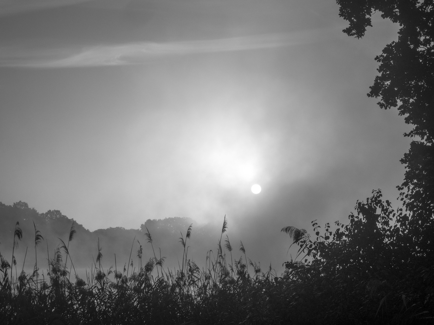 Im Frühnebel am Kühnauer See