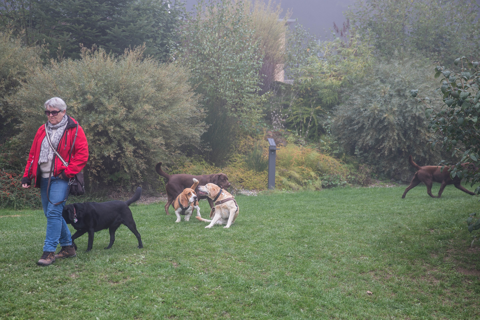 Im Frühnebel auf der Spielwiese! 