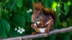 … Im Frühstücksraum blüht der Jasmin …