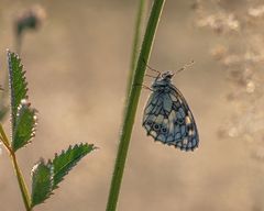 Im Frühtau in der Wiese