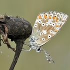 Im Frühtau ... oder: Silbergrüner Bläuling mit Tautropfen