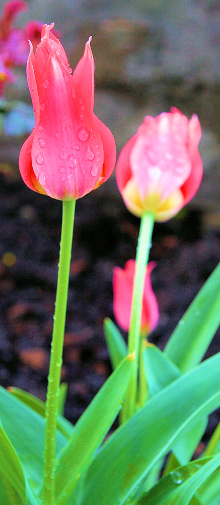 Im Frühtau zu Tulpen wir sehn falldera...