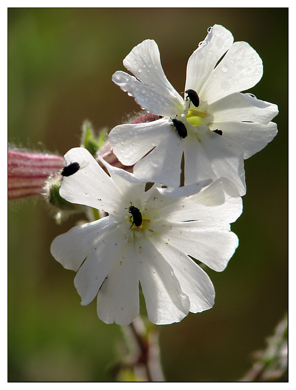 Im Frühtau zur Blüte