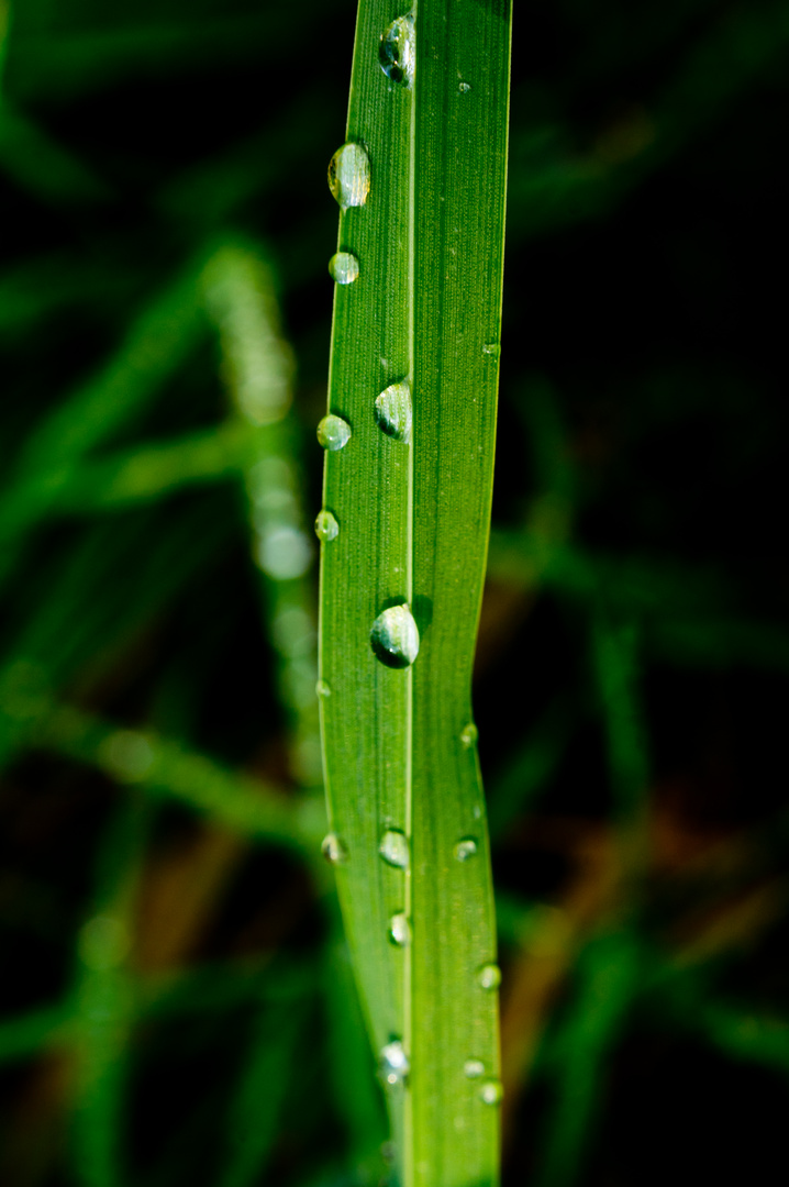 Im Frühtau zur Wiese