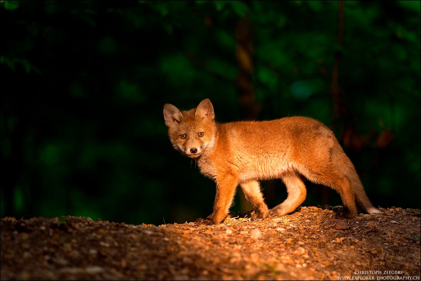 Im Fuchsrevier - Jungfuchs