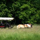 Im Fürst-Pückler-Park Bad Muskau