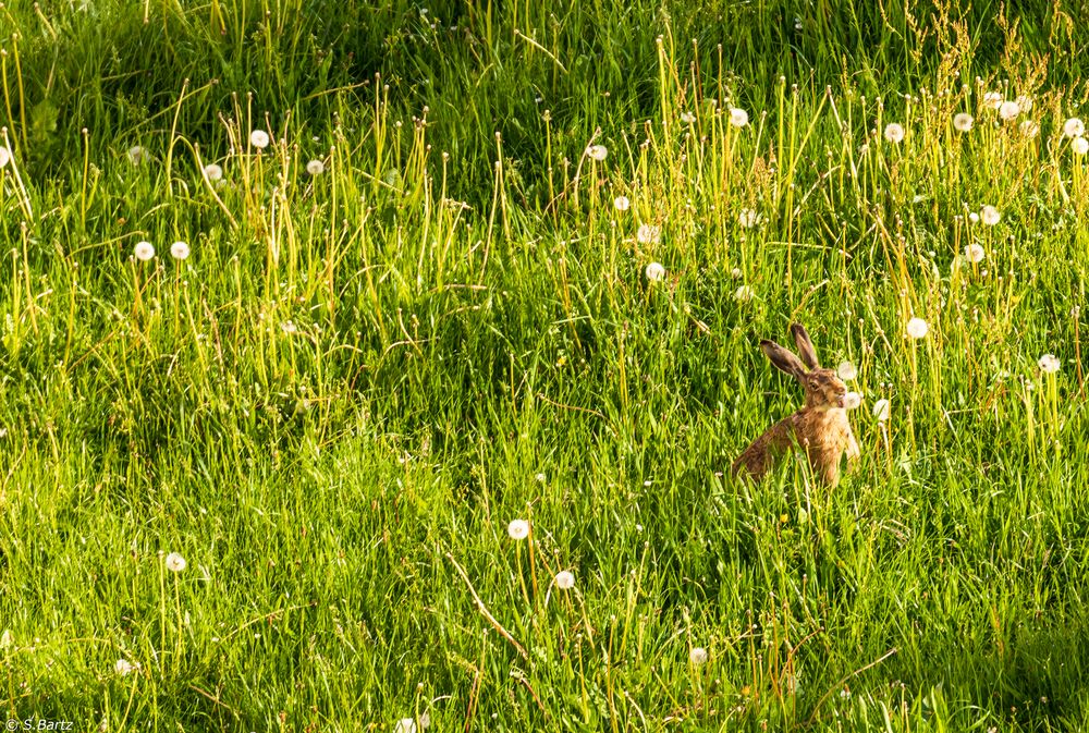 Im Futterparadies (3)