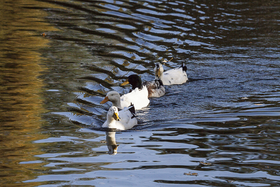 Im Gänse, äh Enten"marsch"