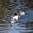 Im Gänse, äh Enten"marsch"